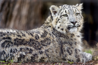 Картинка животные снежный+барс+ ирбис барс