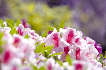 Картинка цветы рододендроны+ азалии азалия