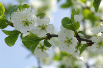 Картинка цветы сакура +вишня весна