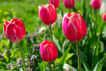 Картинка цветы тюльпаны бутоны