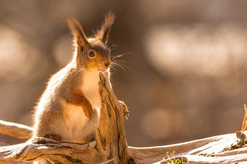 Картинка животные белки зверек