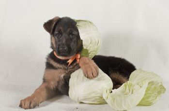 Картинка животные собаки капуста овчарка