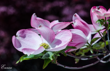 Картинка цветы кизил розовый