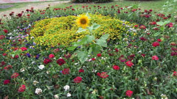 Картинка цветы разные+вместе клумба