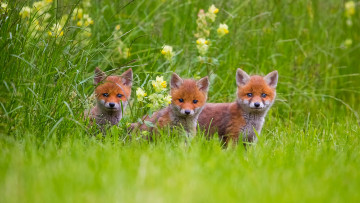 Картинка животные лисы малыши