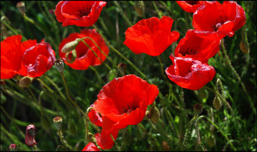 Картинка цветы маки красный