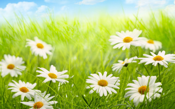 Картинка цветы ромашки лепестки