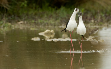 Картинка животные птицы парочка