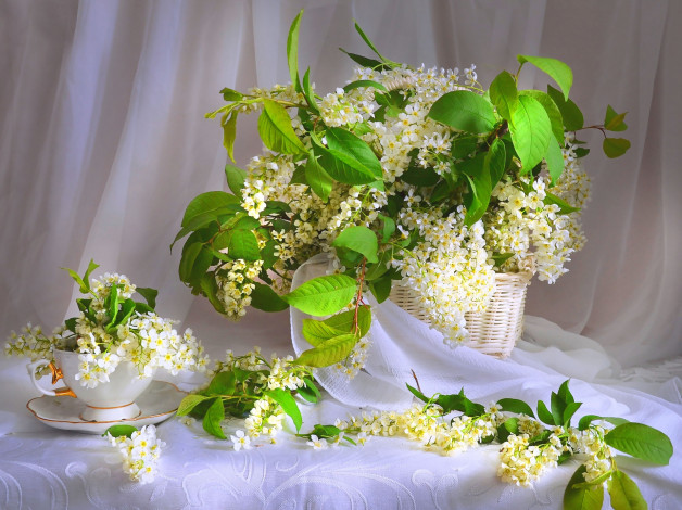 Обои картинки фото цветы, цветущие деревья ,  кустарники, черемуха