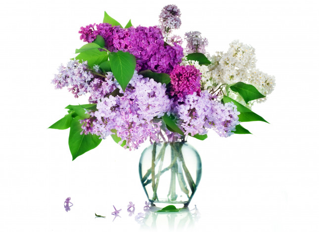 Обои картинки фото цветы, сирень, букет, ваза