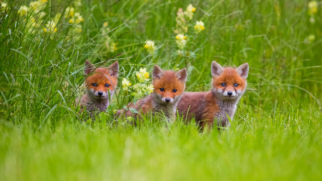 Обои картинки фото животные, лисы, малыши