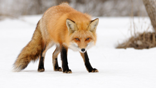 Обои картинки фото животные, лисы, рыжая