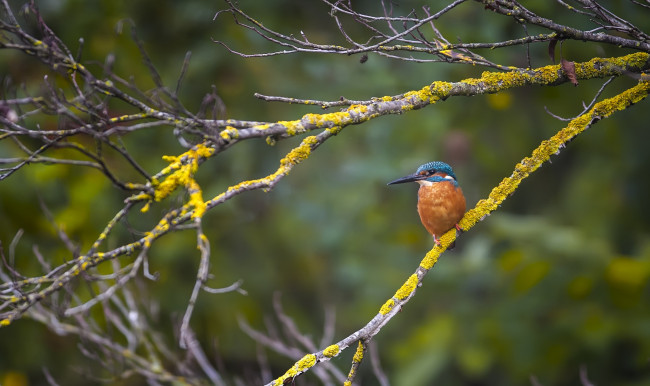 Обои картинки фото животные, зимородки, птичка