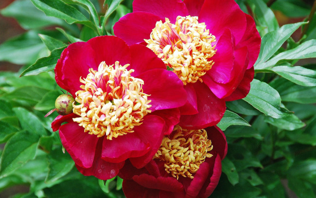 Обои картинки фото цветы, пионы, красные, бутоны, листья