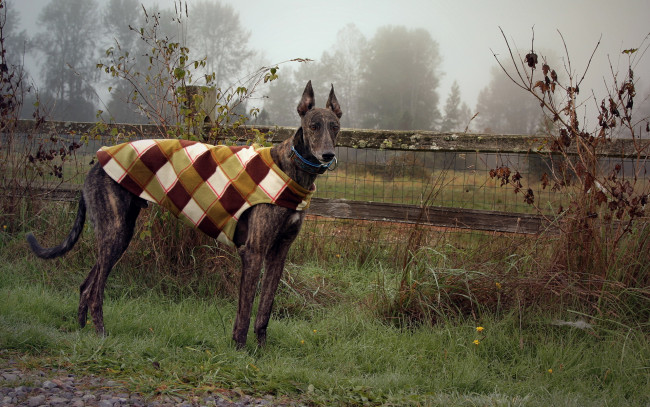 Обои картинки фото животные, собаки, собака, взгляд