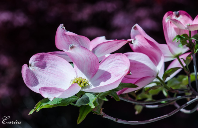 Обои картинки фото цветы, кизил, розовый