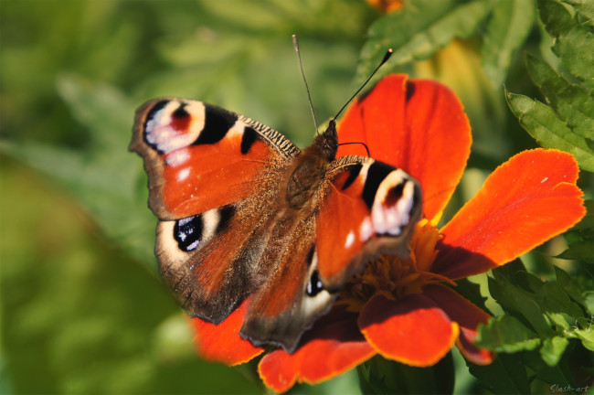 Обои картинки фото животные, бабочки, крылья