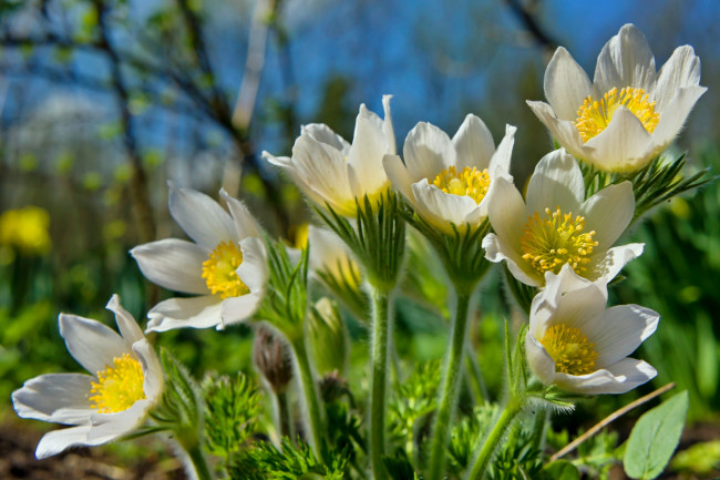 Обои картинки фото цветы, анемоны,  адонисы, весна