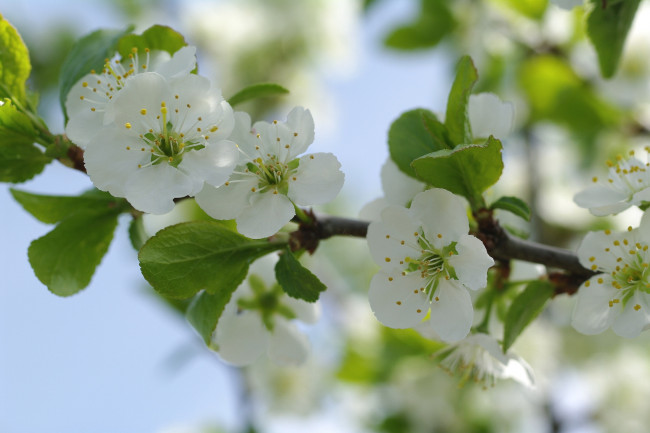Обои картинки фото цветы, сакура,  вишня, весна