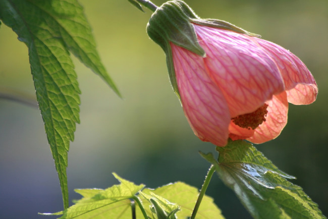 Обои картинки фото цветы, абутилоны, бутон