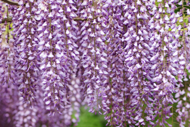 Обои картинки фото цветы, глициния, гроздья