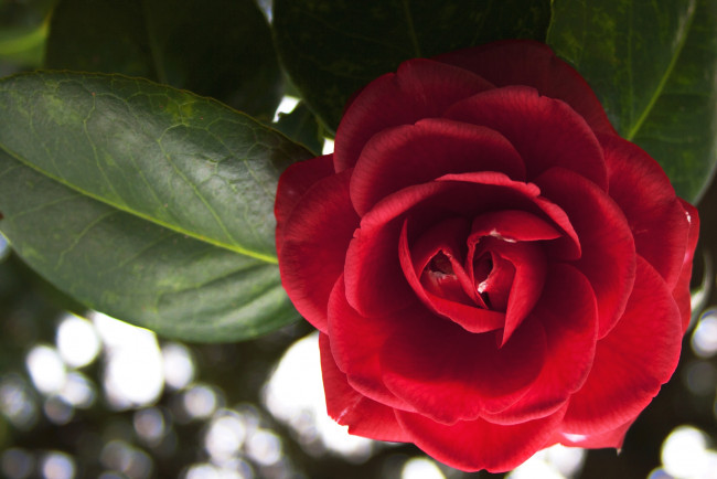 Обои картинки фото цветы, камелии, красный