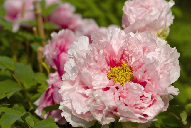 Обои картинки фото цветы, пионы, розовый