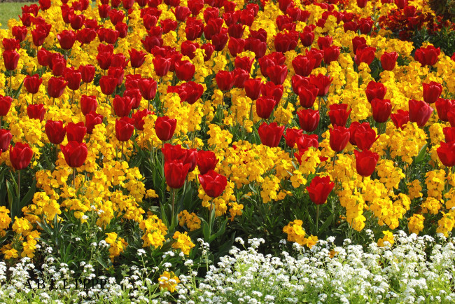 Обои картинки фото цветы, разные вместе, тюльпаны