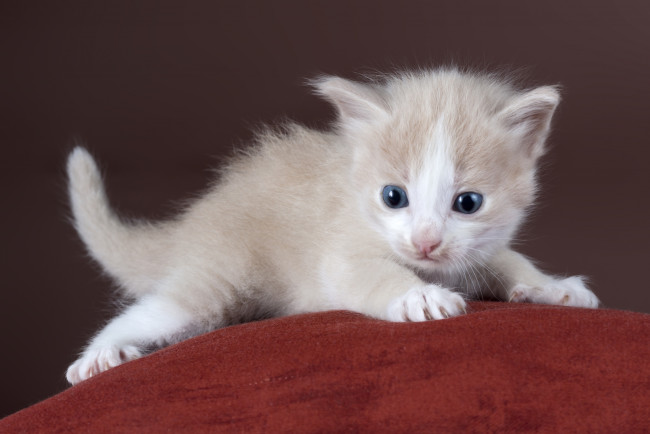 Обои картинки фото животные, коты, котенок