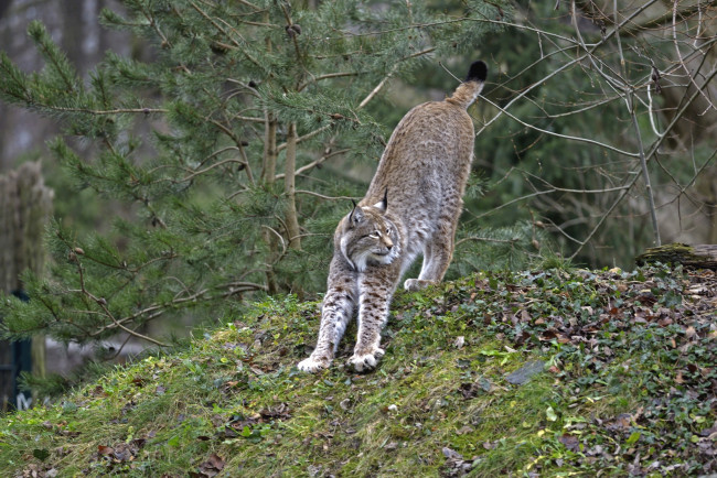 Обои картинки фото животные, рыси, кошка
