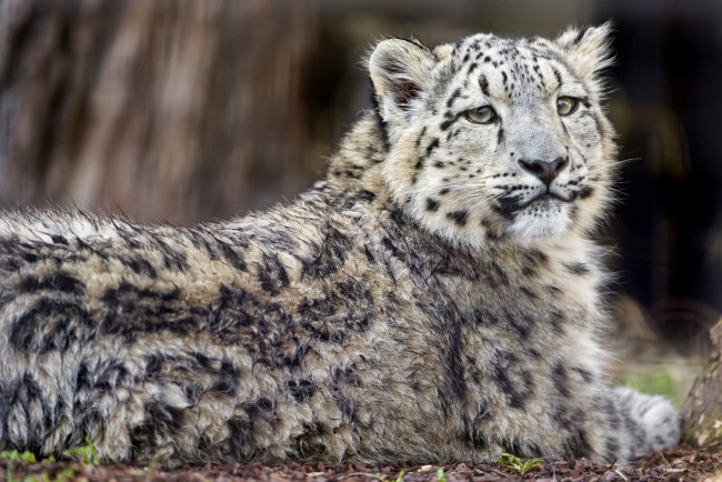 Обои картинки фото животные, снежный барс , ирбис, барс