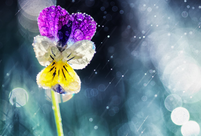 Обои картинки фото цветы, анютины глазки , садовые фиалки, виола, цветок, солнце, дождь, боке, капли, анютины, глазки