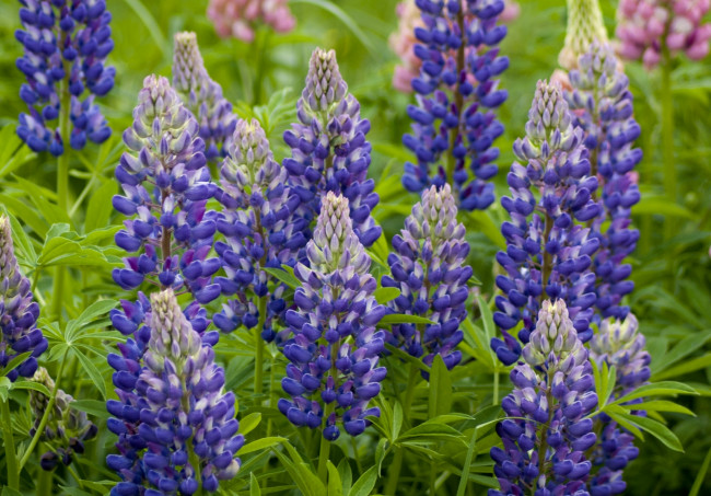 Обои картинки фото цветы, люпин