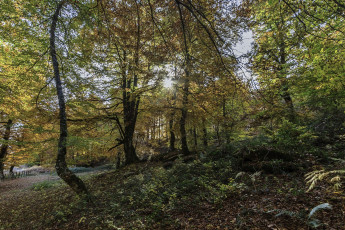 Картинка природа лес стволы деревья