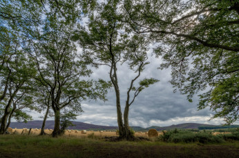 Картинка природа деревья дерево крона