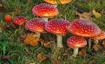 Картинка природа грибы +мухомор семейка