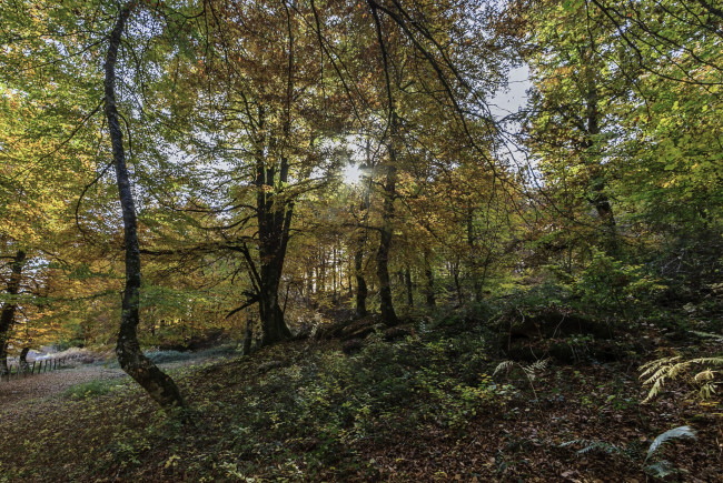 Обои картинки фото природа, лес, стволы, деревья