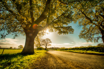 Картинка природа деревья простор