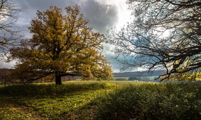 Обои картинки фото природа, деревья, простор