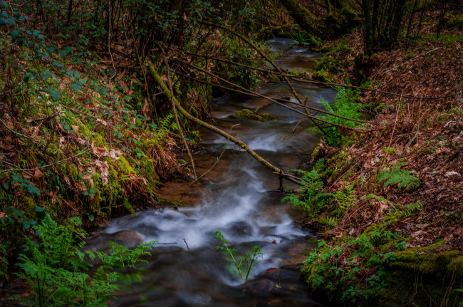 Обои картинки фото природа, реки, озера, река, лес