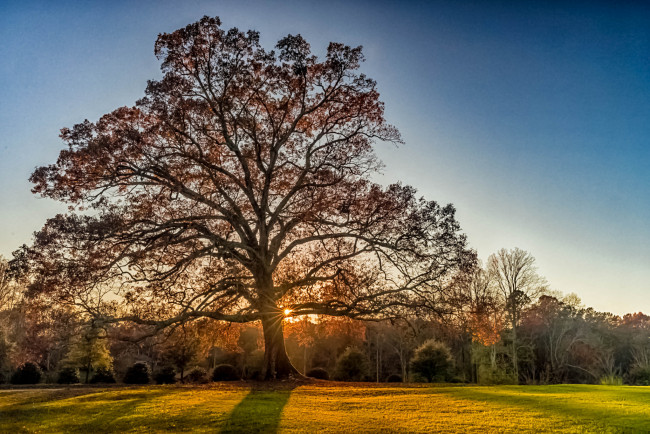 Обои картинки фото природа, деревья, простор