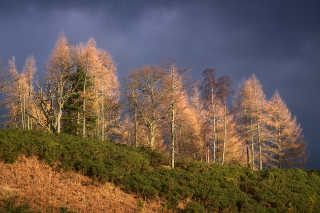 Обои картинки фото природа, деревья, простор