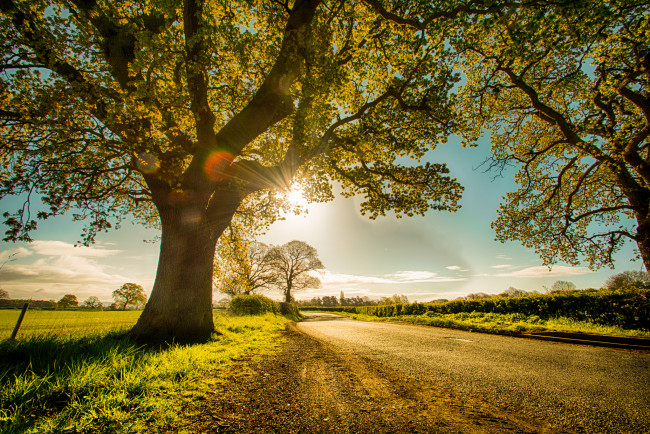 Обои картинки фото природа, деревья, простор