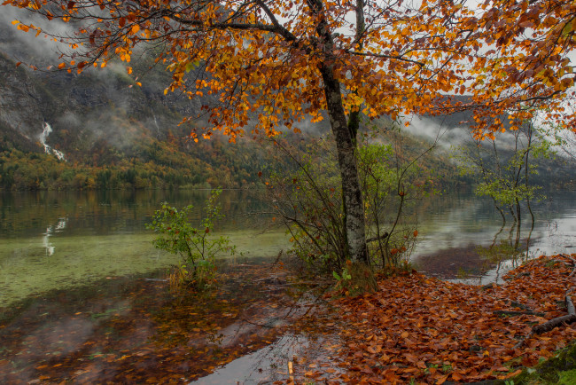 Обои картинки фото природа, реки, озера, лес, река