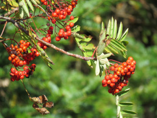 Картинка природа Ягоды +рябина ягоды