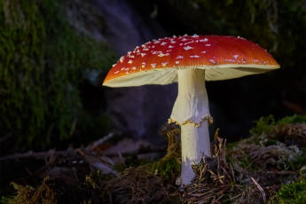 Картинка природа грибы +мухомор грибок