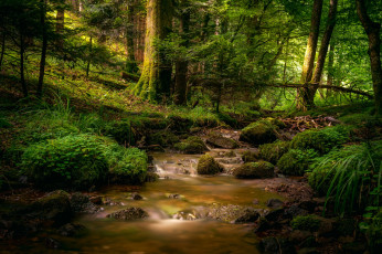 Картинка природа реки озера деревья лес ручей