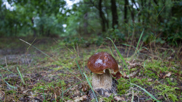 Картинка природа грибы грибок