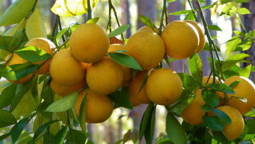 Картинка природа плоды ветка