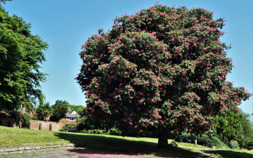 Картинка природа деревья каштан